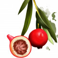 Quandong Desert Peach